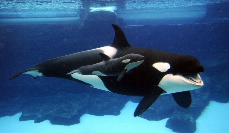Orca whale with calf