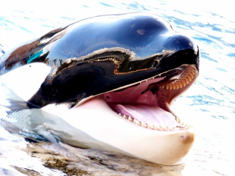 Orca Whale with Open Mouth — Black