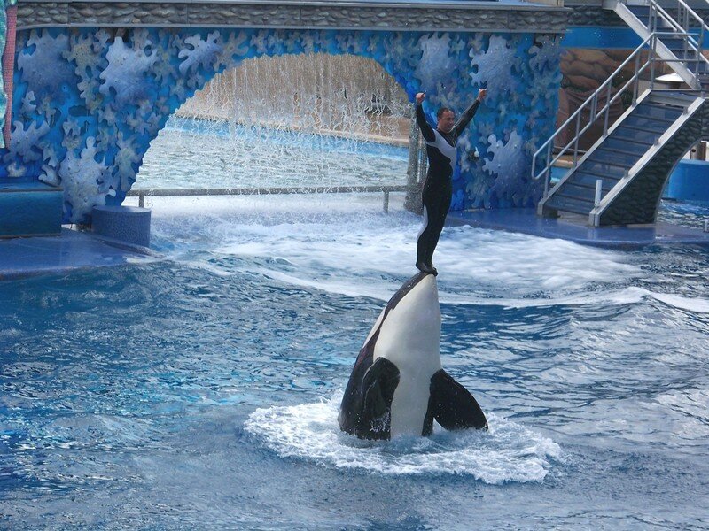 Orca Whale with Trainer