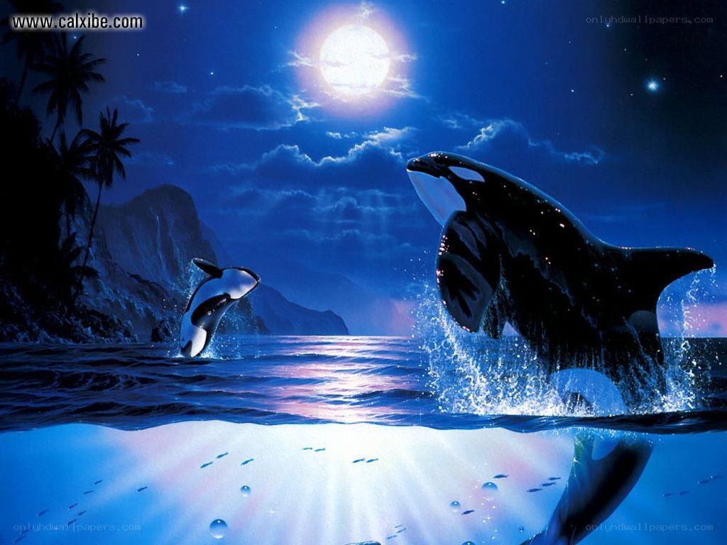 Orca whales at moonlit beach