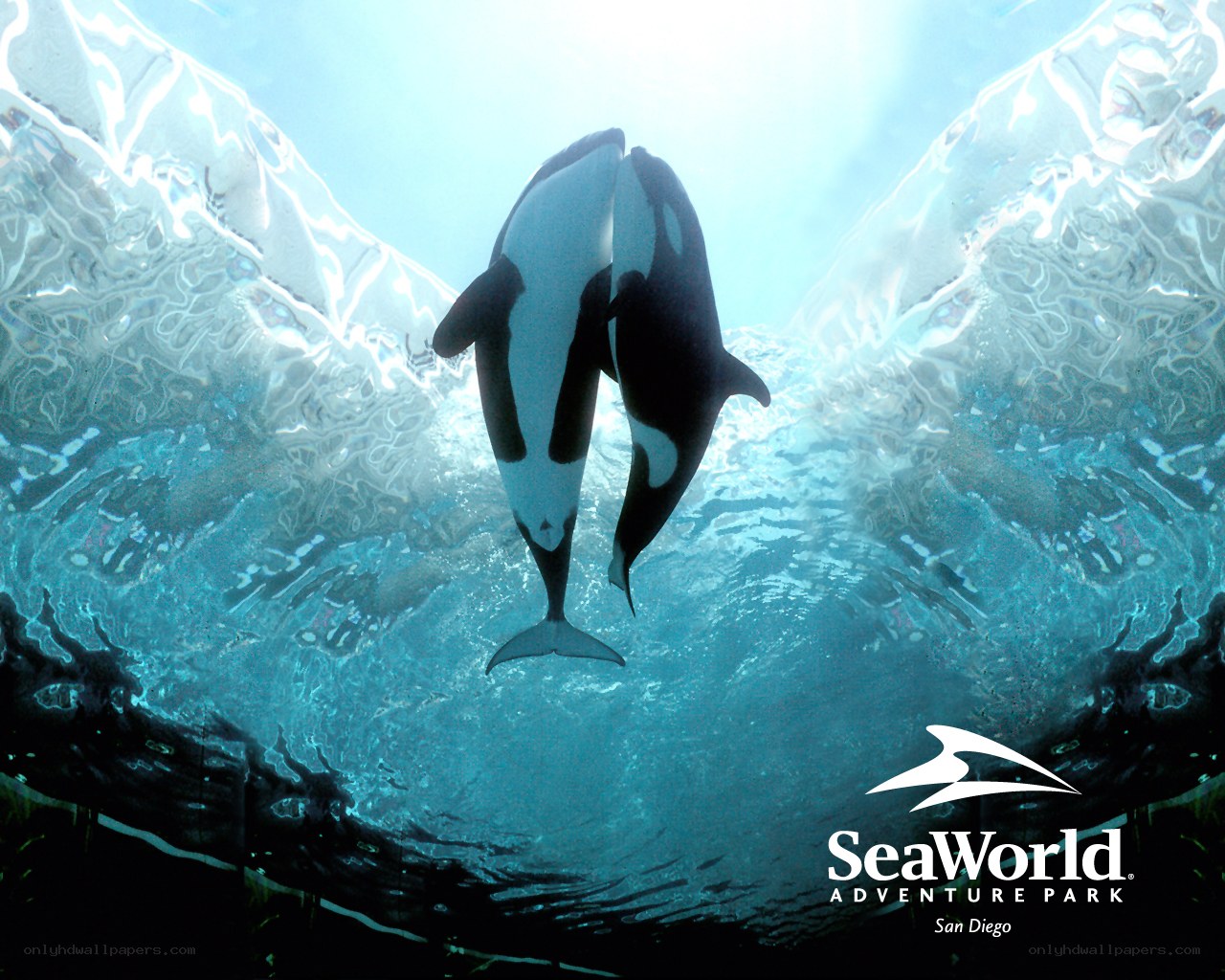 Orca whales at SeaWorld