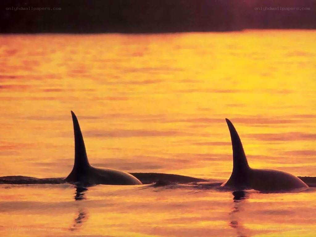 Orca whales at sunset