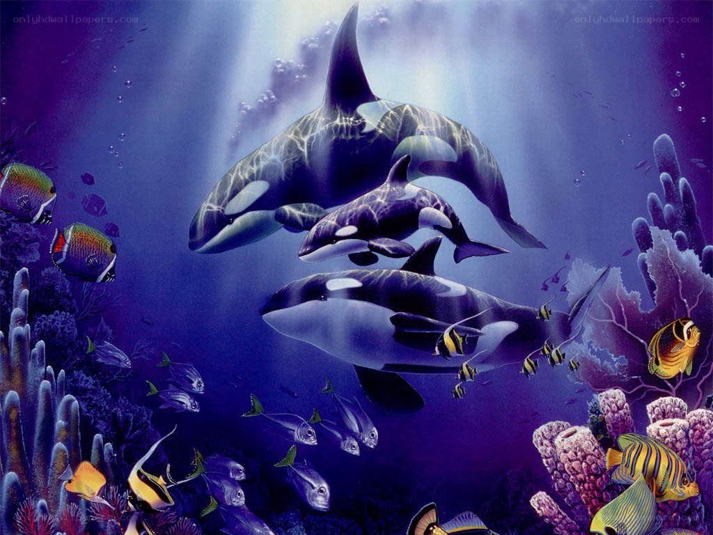 Orca whales in coral reef