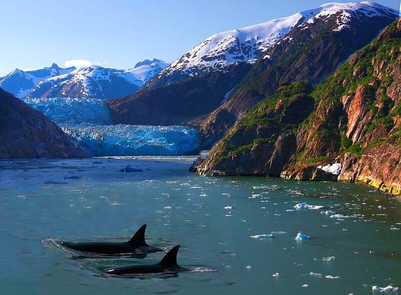 Orca whales in glacial bay