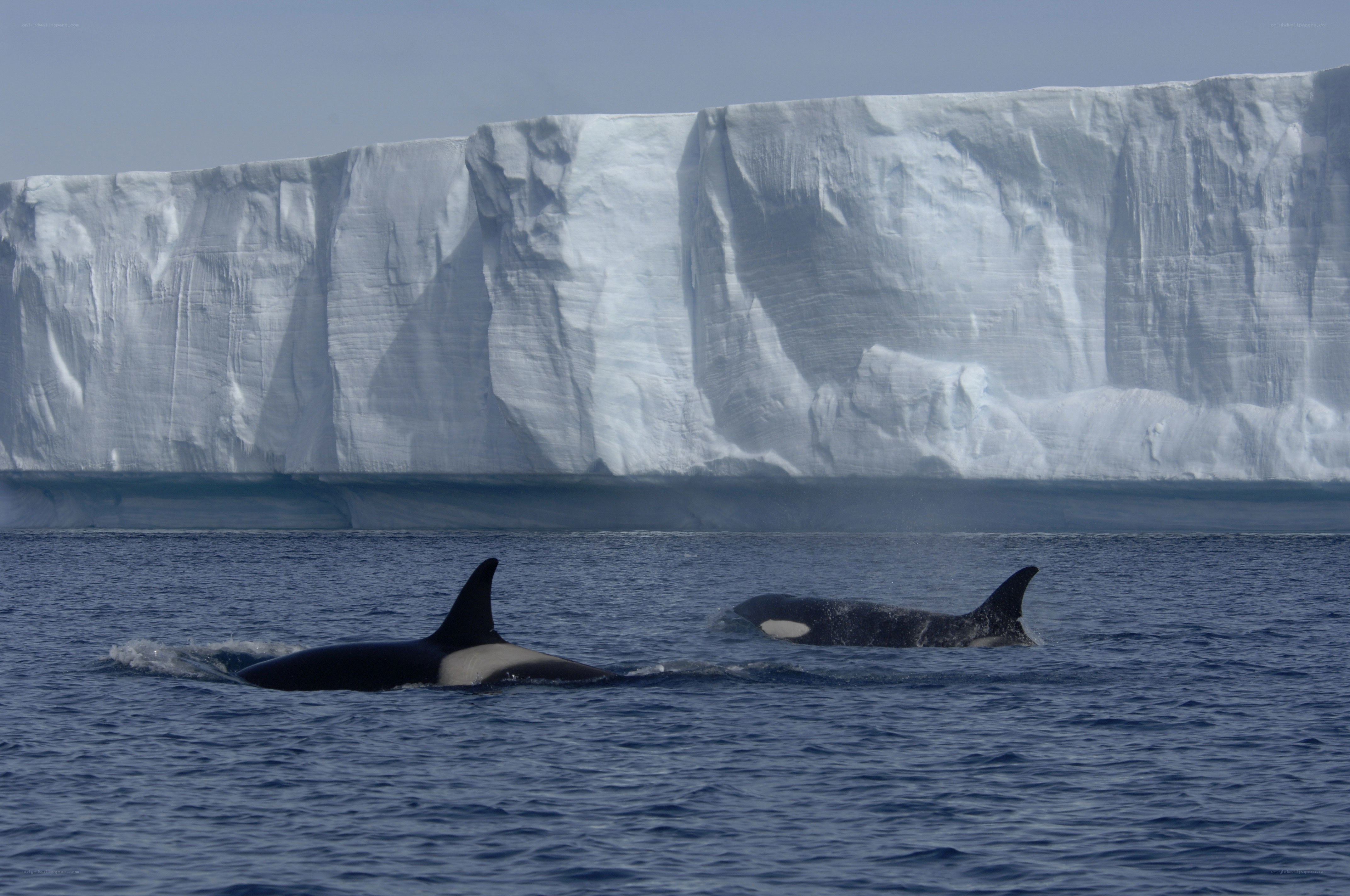 Orca whales near ice wall