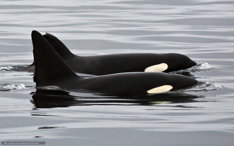 Orca whales swimming in ocean