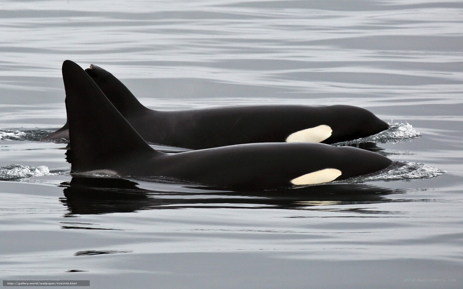 Orca whales swimming in ocean