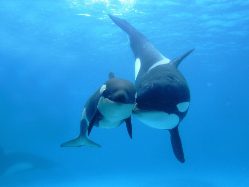 Orca whales swimming underwater
