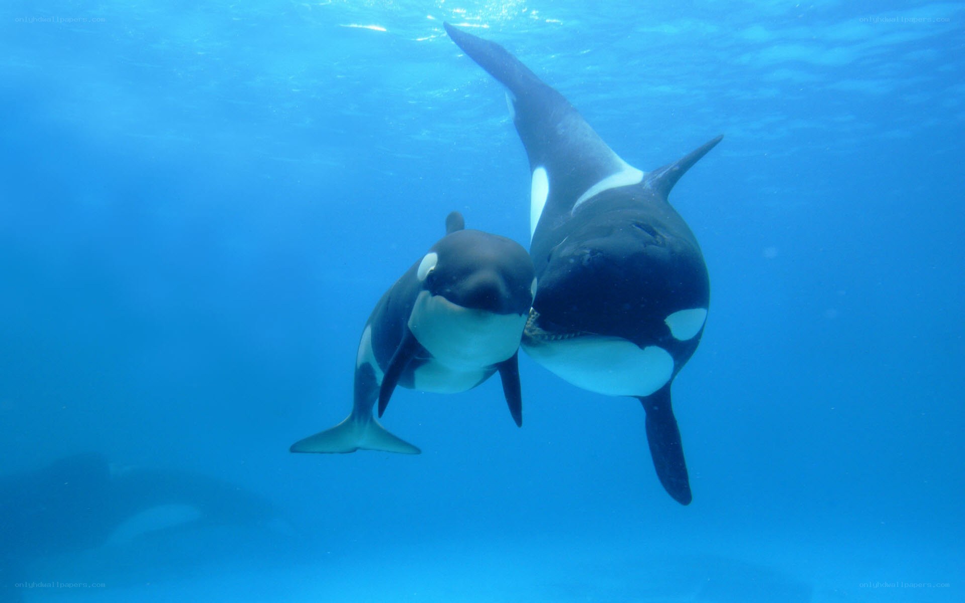 Orca whales swimming underwater