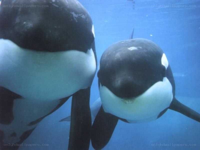Orca whales underwater