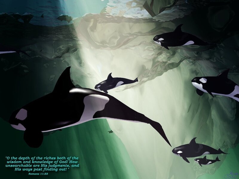 Orca whales underwater