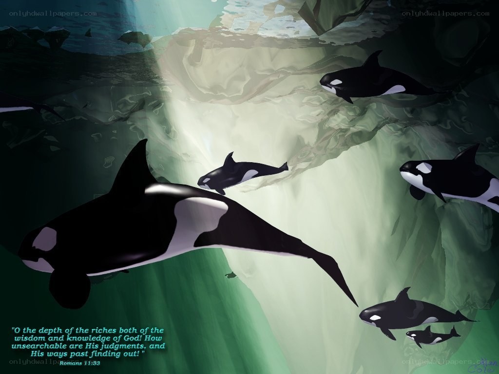 Orca whales underwater
