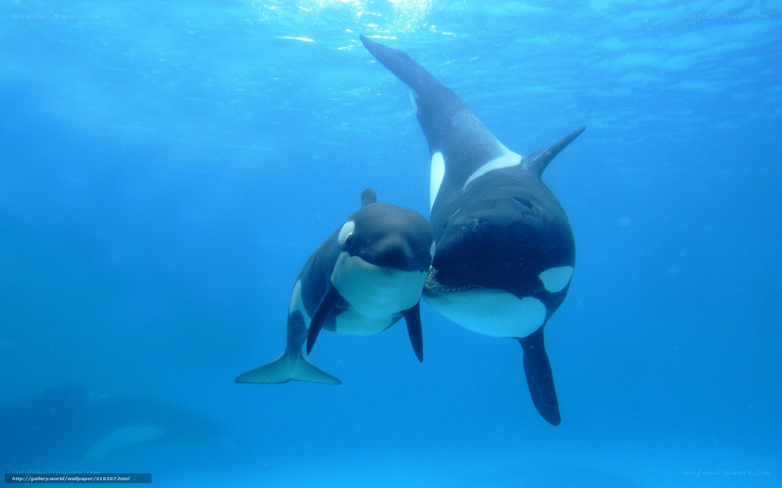 Orca whales underwater