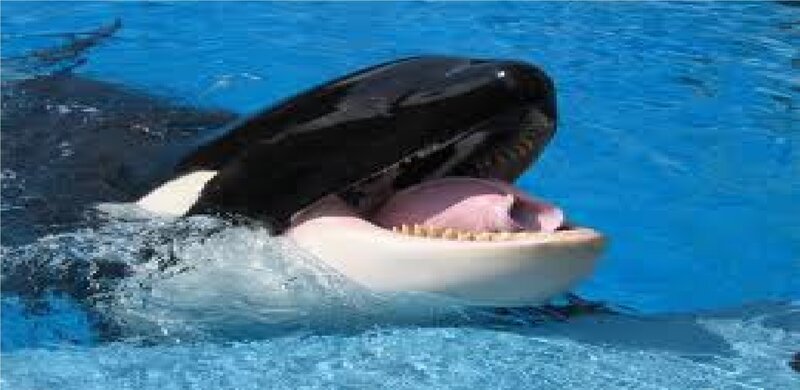 Orca with Open Mouth — Blue