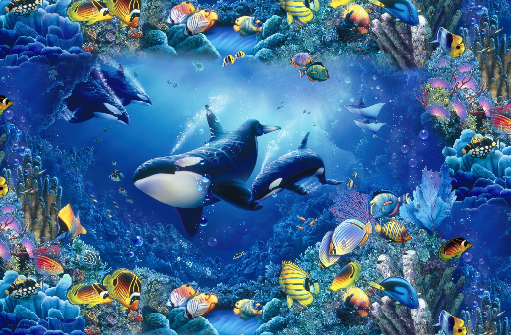 Orca with tropical fish