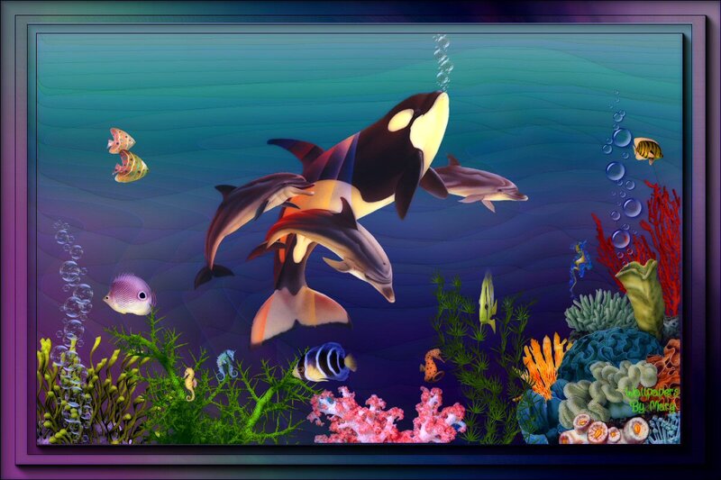 Orcas and Dolphins in Coral Reef