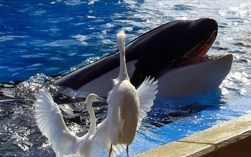 Orcas and Egrets