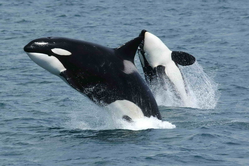 Orcas Breaching Water