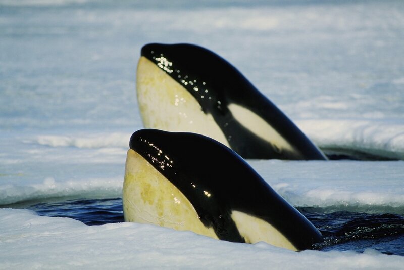 Orcas in Icy Water — Black