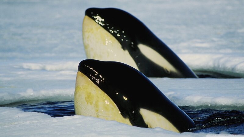 Orcas in Icy Water