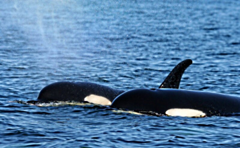 Orcas in Ocean — Blue, Calm, Photograph