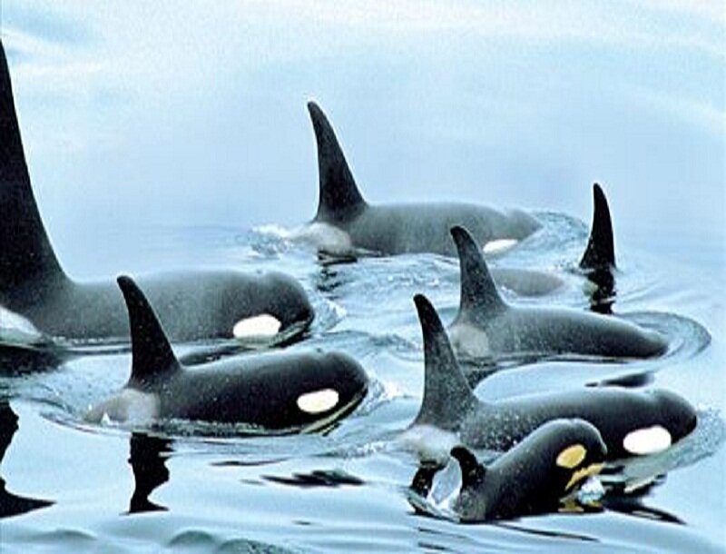 Orcas in Ocean — Blue, Calm