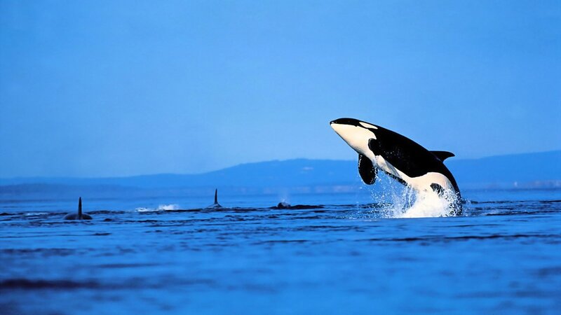 Orcas in Ocean — Blue, Dynamic, Afternoon, Photograph, Mountains, Sky