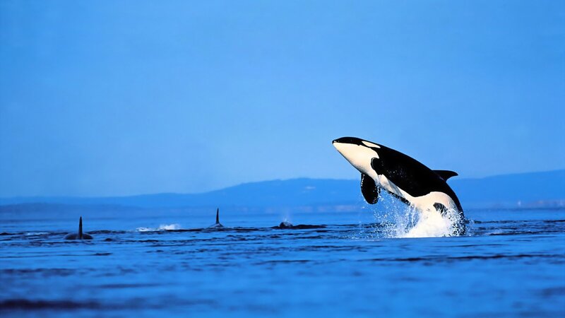 Orcas in Ocean — Blue, Dynamic, Afternoon