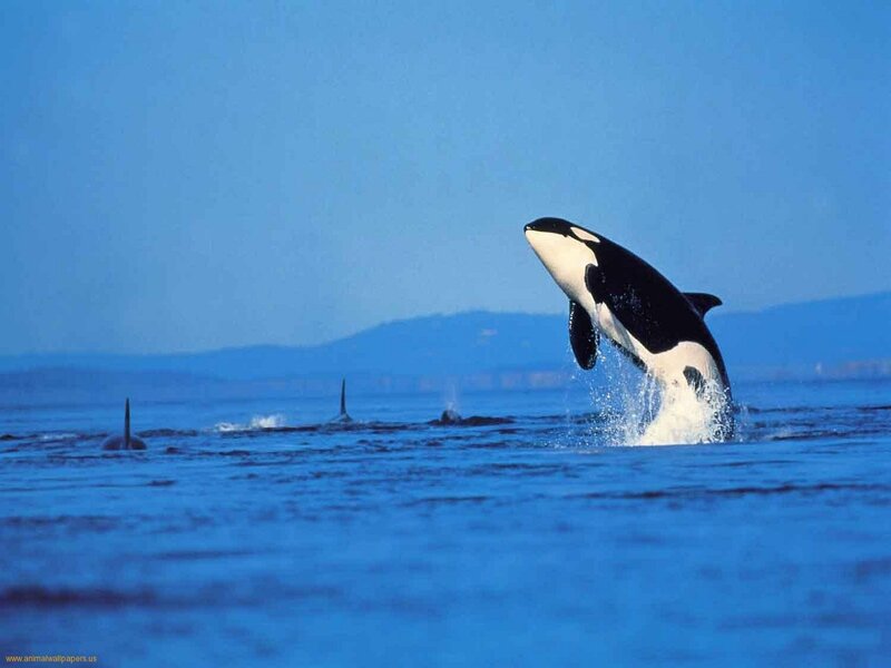 Orcas in Ocean — Blue, Dynamic