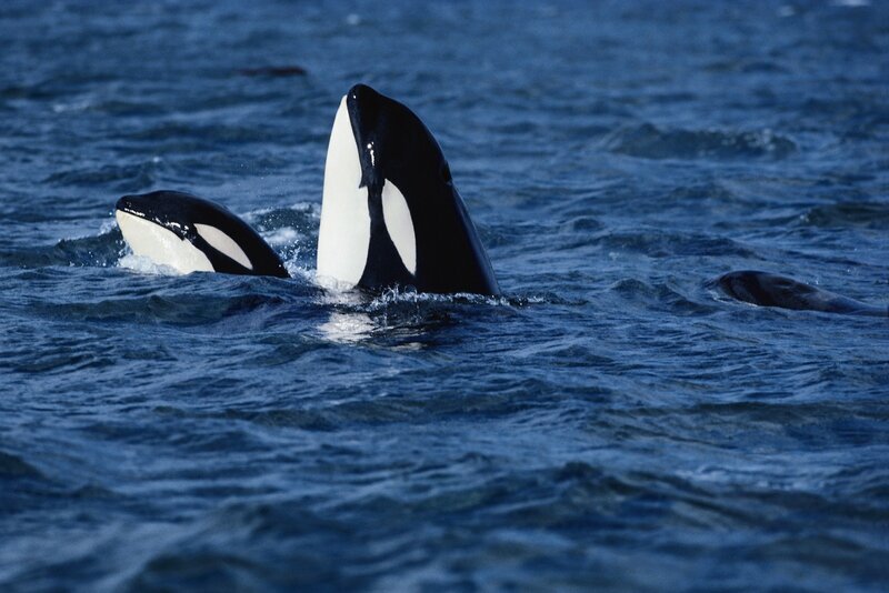 Orcas in Ocean — Blue, Natural