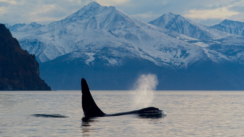 Orcas in Ocean — Blue, Serene