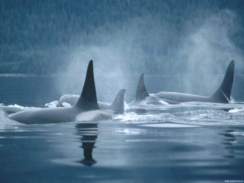 Orcas in Ocean — Blue