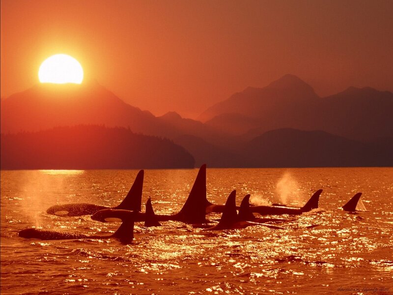 Orcas in Ocean — Orange, Dramatic, Sunset