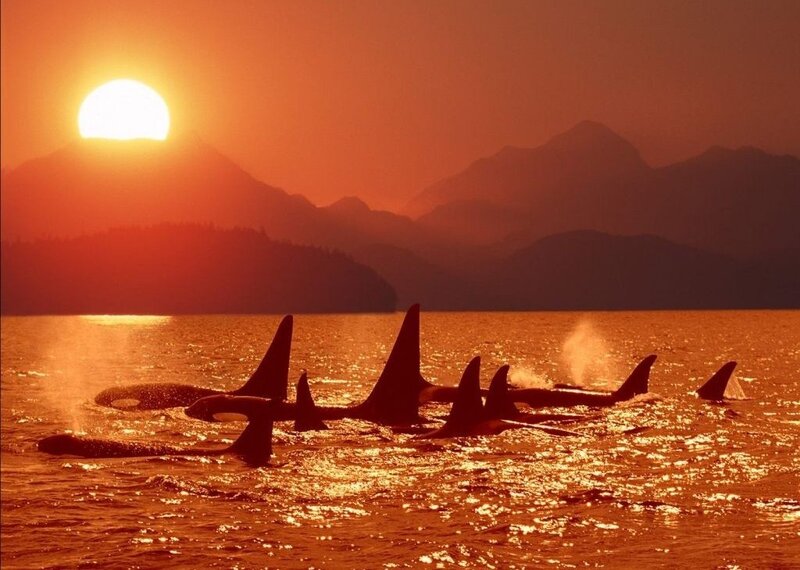 Orcas in Ocean — Orange