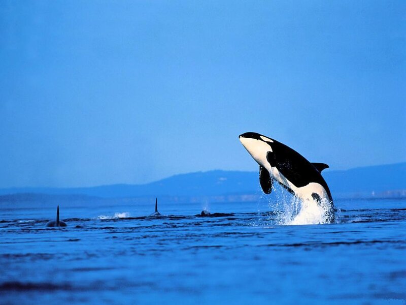 Orcas in Ocean