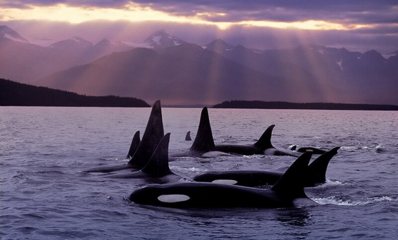 Orcas in the Water