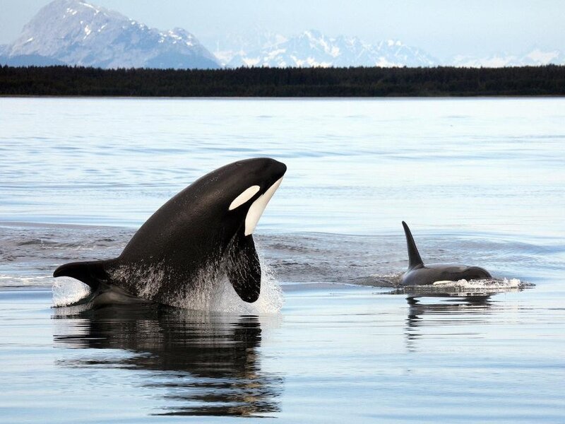 Orcas in Water — Blue