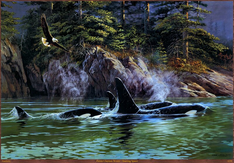 Orcas in Water