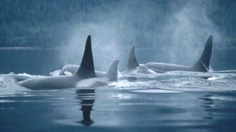 orcas swimming in the ocean