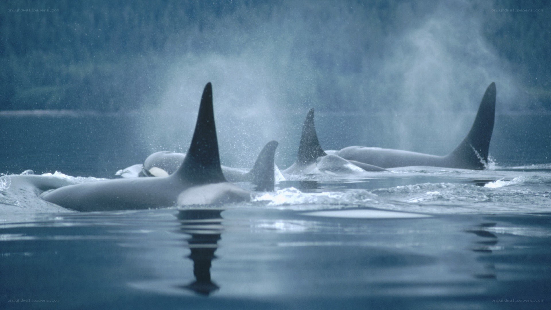 orcas swimming in the ocean