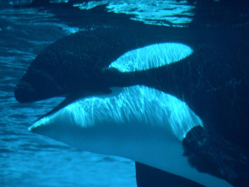 Orcas Swimming Underwater — Blue, Serene