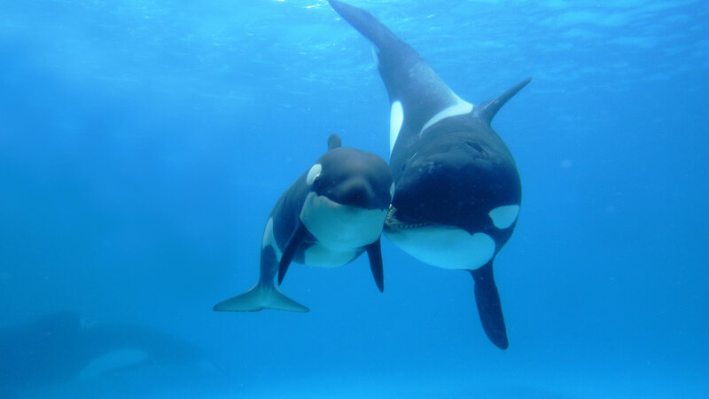 Orcas Swimming Underwater — Blue