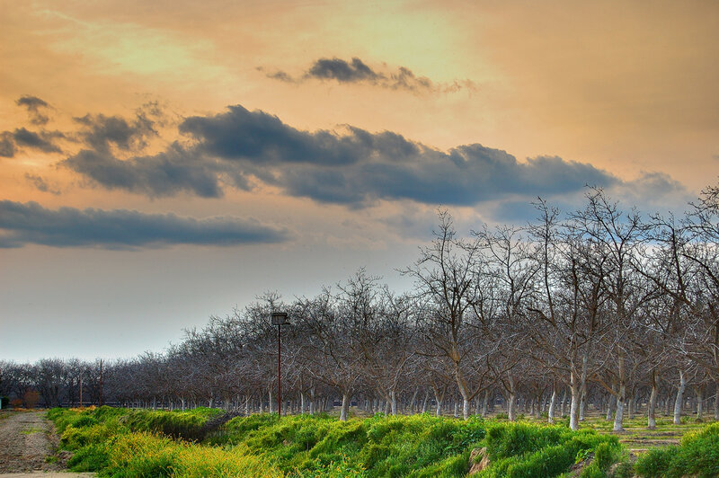 Orchard at sunset