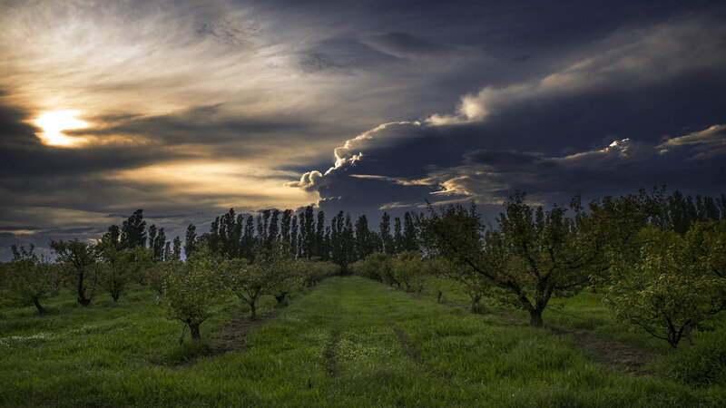 Orchard at Sunset — Green, Dramatic
