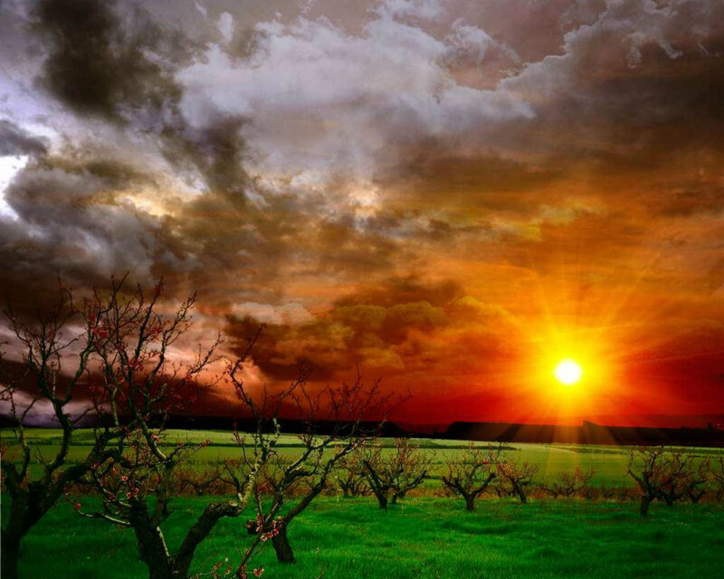 Orchard at Sunset — Green