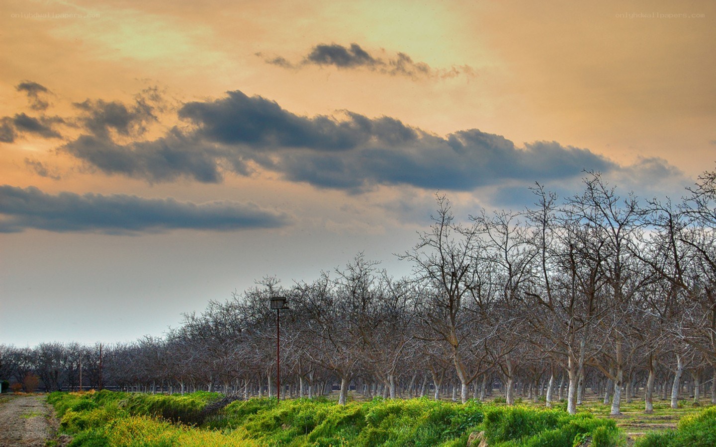 Orchard at sunset