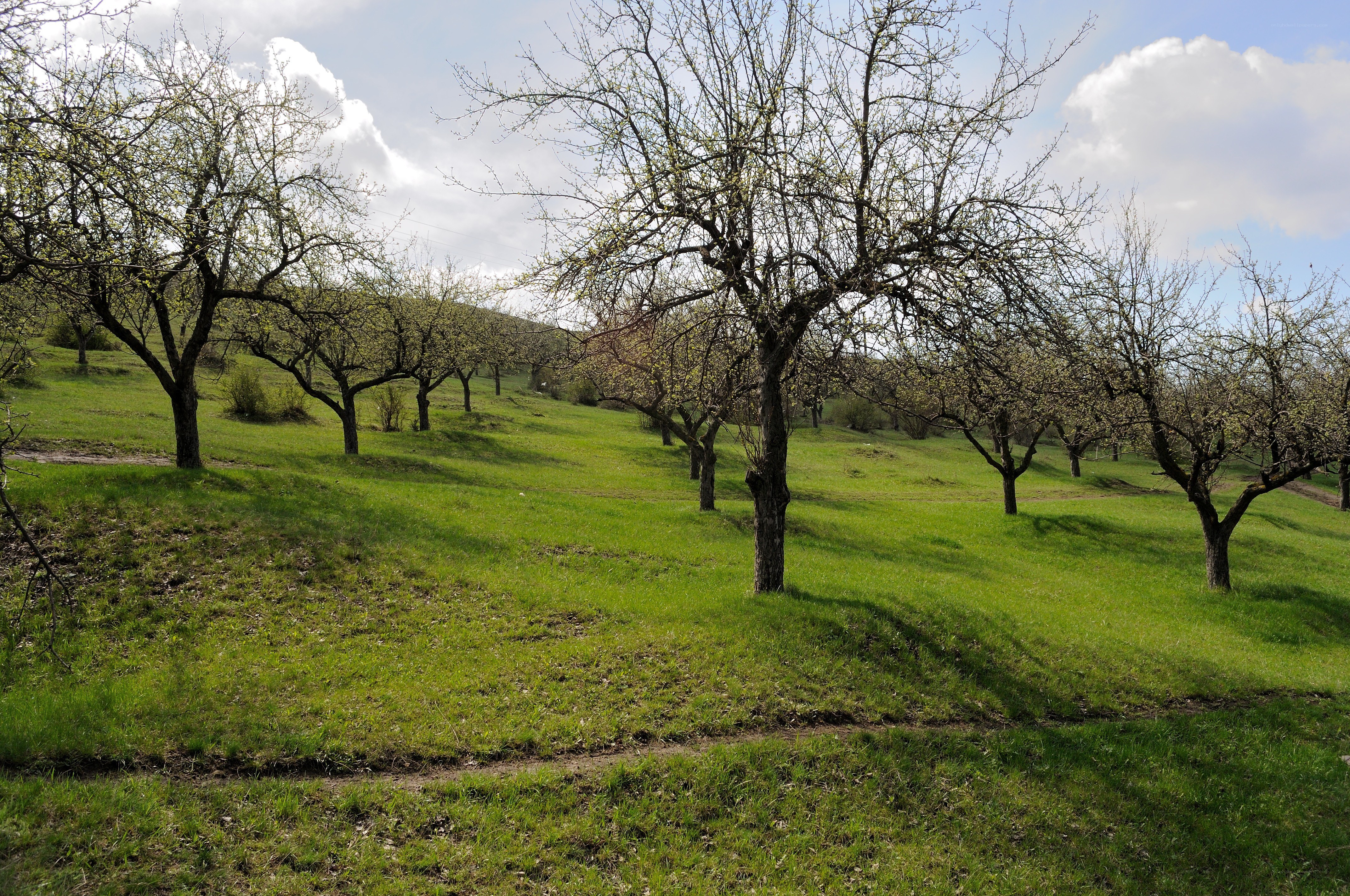 Orchard on a sunny hillside