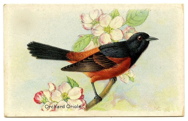 Orchard Oriole Bird