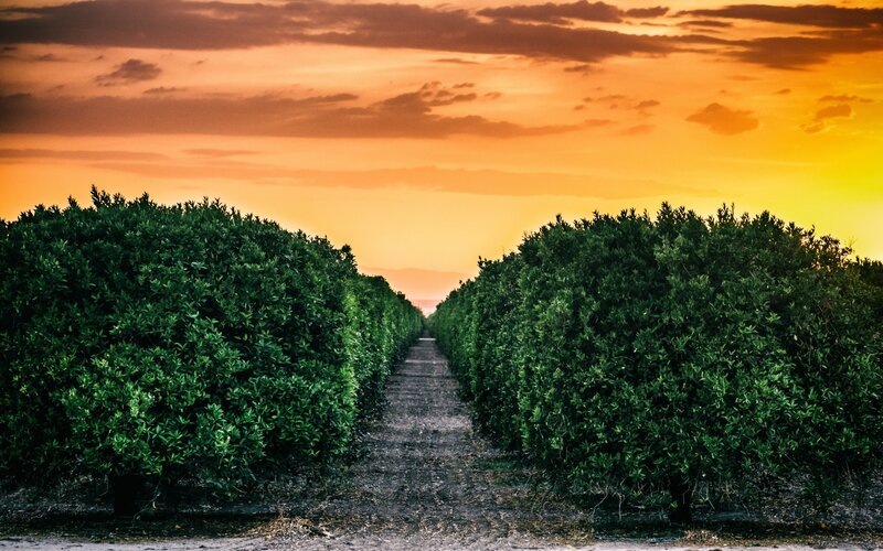 Orchard Rows at Sunset