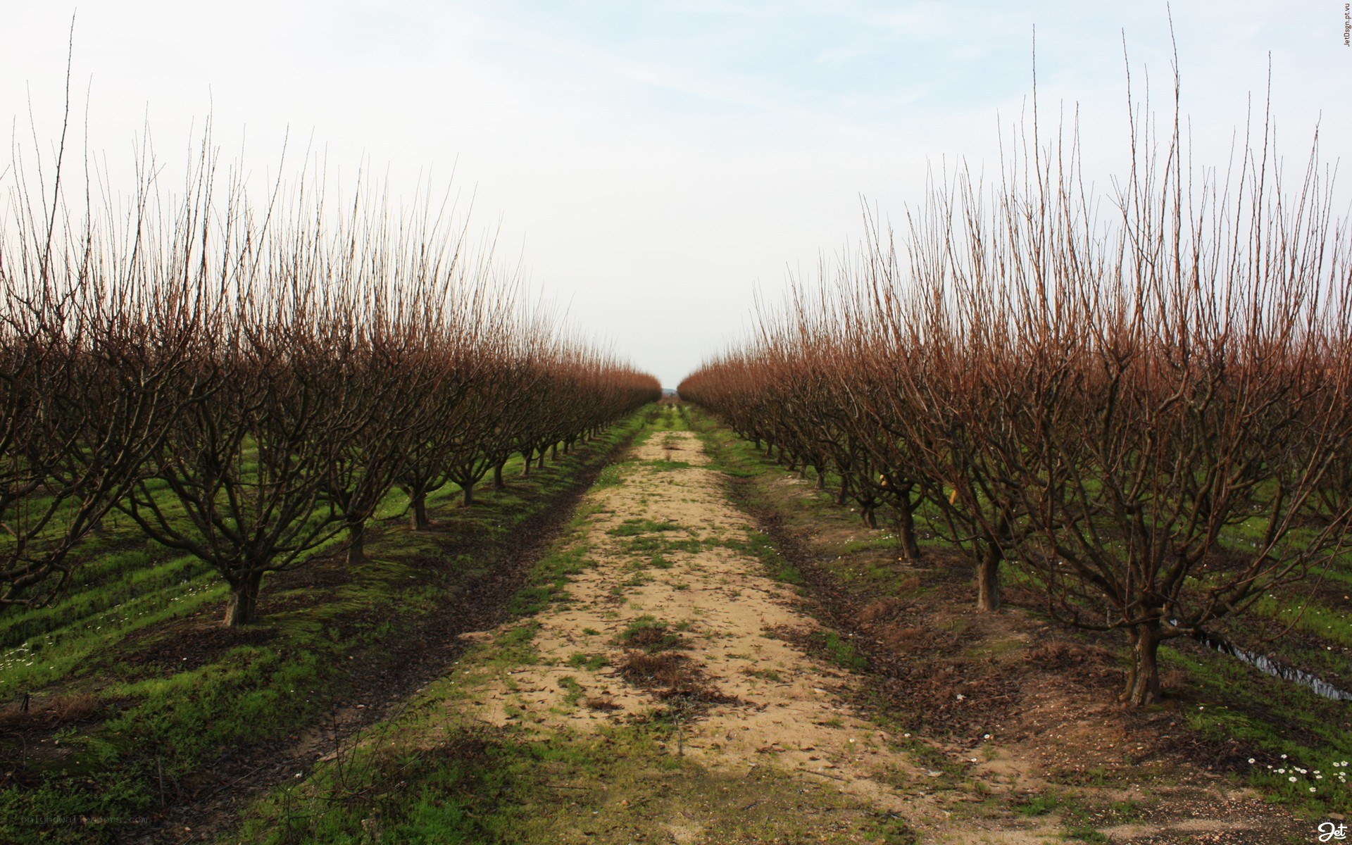 orchard rows in winter